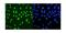 Metastasis Associated 1 Family Member 2 antibody, A03073-1, Boster Biological Technology, Immunofluorescence image 