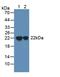 Sperm Autoantigenic Protein 17 antibody, LS-C374280, Lifespan Biosciences, Western Blot image 