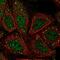 ArfGAP With SH3 Domain, Ankyrin Repeat And PH Domain 3 antibody, NBP2-48551, Novus Biologicals, Immunofluorescence image 