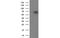 IlvB Acetolactate Synthase Like antibody, MBS832738, MyBioSource, Western Blot image 