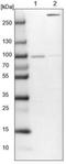 Rho GTPase Activating Protein 17 antibody, NBP1-83870, Novus Biologicals, Western Blot image 