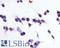 Purinergic Receptor P2Y1 antibody, LS-A3795, Lifespan Biosciences, Immunocytochemistry image 