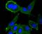 Moesin antibody, A00766-2, Boster Biological Technology, Immunocytochemistry image 