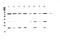 MRE11 Homolog, Double Strand Break Repair Nuclease antibody, A00731-2, Boster Biological Technology, Western Blot image 