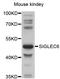 Sialic acid-binding Ig-like lectin 6 antibody, STJ114265, St John