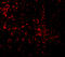 Toll Like Receptor 9 antibody, A00198-1, Boster Biological Technology, Immunofluorescence image 