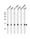 Histone Cluster 3 H2A antibody, PA5-72270, Invitrogen Antibodies, Western Blot image 
