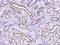 NADH:Ubiquinone Oxidoreductase Subunit B9 antibody, 200484-T08, Sino Biological, Immunohistochemistry frozen image 