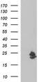 BLOC-1 Related Complex Subunit 5 antibody, M32256, Boster Biological Technology, Western Blot image 
