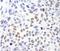 Structural Maintenance Of Chromosomes 1A antibody, NB100-204, Novus Biologicals, Immunohistochemistry frozen image 