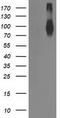 Fibroblast growth factor receptor 2 antibody, TA502843S, Origene, Western Blot image 