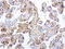 Indoleamine 2,3-Dioxygenase 1 antibody, LS-C796781, Lifespan Biosciences, Immunohistochemistry paraffin image 