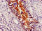 Perilipin 1 antibody, orb401020, Biorbyt, Immunohistochemistry paraffin image 