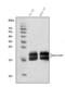Crystallin Alpha A antibody, M01900-2, Boster Biological Technology, Western Blot image 