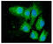 Protein Disulfide Isomerase Family A Member 3 antibody, GTX57663, GeneTex, Immunofluorescence image 