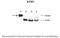 Synapse Defective Rho GTPase Homolog 1 antibody, A14359, Boster Biological Technology, Western Blot image 