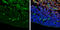 Zic Family Member 3 antibody, GTX109987, GeneTex, Immunohistochemistry frozen image 