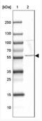 MUS81 Structure-Specific Endonuclease Subunit antibody, NBP2-32474, Novus Biologicals, Western Blot image 