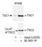 TSC Complex Subunit 1 antibody, A300-316A, Bethyl Labs, Immunoprecipitation image 
