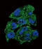 NME/NM23 Nucleoside Diphosphate Kinase 1 antibody, LS-C101172, Lifespan Biosciences, Immunofluorescence image 