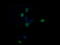 Chaperonin Containing TCP1 Subunit 8 Like 2 antibody, LS-C174262, Lifespan Biosciences, Immunofluorescence image 