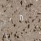 Potassium Channel Tetramerization Domain Containing 10 antibody, NBP1-81023, Novus Biologicals, Immunohistochemistry paraffin image 