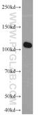 ATP-binding cassette sub-family F member 1 antibody, 13950-1-AP, Proteintech Group, Western Blot image 