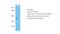 Potassium Channel Tetramerization Domain Containing 13 antibody, NBP1-80103, Novus Biologicals, Western Blot image 