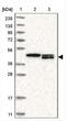 Thioredoxin Related Transmembrane Protein 4 antibody, NBP1-85159, Novus Biologicals, Western Blot image 