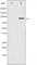 Ribosomal Protein S6 Kinase A5 antibody, abx010391, Abbexa, Western Blot image 