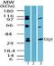 Sphingosine-1-Phosphate Receptor 4 antibody, PA5-23221, Invitrogen Antibodies, Western Blot image 