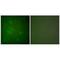 Caspase Recruitment Domain Family Member 6 antibody, PA5-49737, Invitrogen Antibodies, Immunofluorescence image 