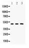 GATA Binding Protein 3 antibody, PB9199, Boster Biological Technology, Western Blot image 