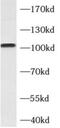CD166 antigen antibody, FNab00280, FineTest, Western Blot image 