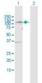 Tousled Like Kinase 1 antibody, H00009874-B01P, Novus Biologicals, Western Blot image 