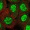 Tripartite Motif Containing 66 antibody, NBP1-90742, Novus Biologicals, Immunofluorescence image 