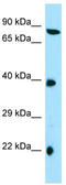Tetratricopeptide Repeat Domain 4 antibody, TA338184, Origene, Western Blot image 