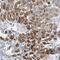 PBX Homeobox Interacting Protein 1 antibody, NBP1-83222, Novus Biologicals, Immunohistochemistry frozen image 