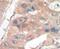 p21 antibody, PA5-14456, Invitrogen Antibodies, Immunohistochemistry paraffin image 