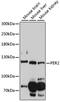 Period circadian protein homolog 2 antibody, LS-C749092, Lifespan Biosciences, Western Blot image 