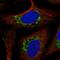 ATP Synthase Membrane Subunit DAPIT antibody, HPA044798, Atlas Antibodies, Immunocytochemistry image 