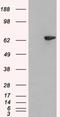 Lymphocyte-specific adapter protein Lnk antibody, EB06454, Everest Biotech, Western Blot image 