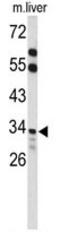Acyl-CoA Thioesterase 8 antibody, AP50053PU-N, Origene, Western Blot image 