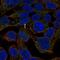 LIAR antibody, NBP2-49652, Novus Biologicals, Immunocytochemistry image 