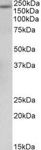 Biliverdin Reductase B antibody, 43-509, ProSci, Western Blot image 