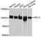 SEL1L Adaptor Subunit Of ERAD E3 Ubiquitin Ligase antibody, LS-C747272, Lifespan Biosciences, Western Blot image 