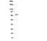 Protein Tyrosine Phosphatase Non-Receptor Type 11 antibody, R30279, NSJ Bioreagents, Western Blot image 