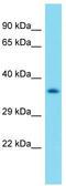 Olfactory receptor 3 antibody, TA342700, Origene, Western Blot image 