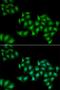 DEAD-Box Helicase 1 antibody, orb247503, Biorbyt, Immunocytochemistry image 