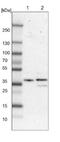 Phosphorylase Kinase Catalytic Subunit Gamma 1 antibody, NBP1-87280, Novus Biologicals, Western Blot image 